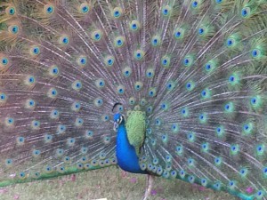 peacock